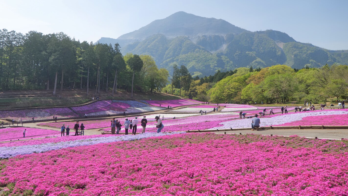 武甲山を背景に広がる羊山公園・芝桜の丘の芝桜